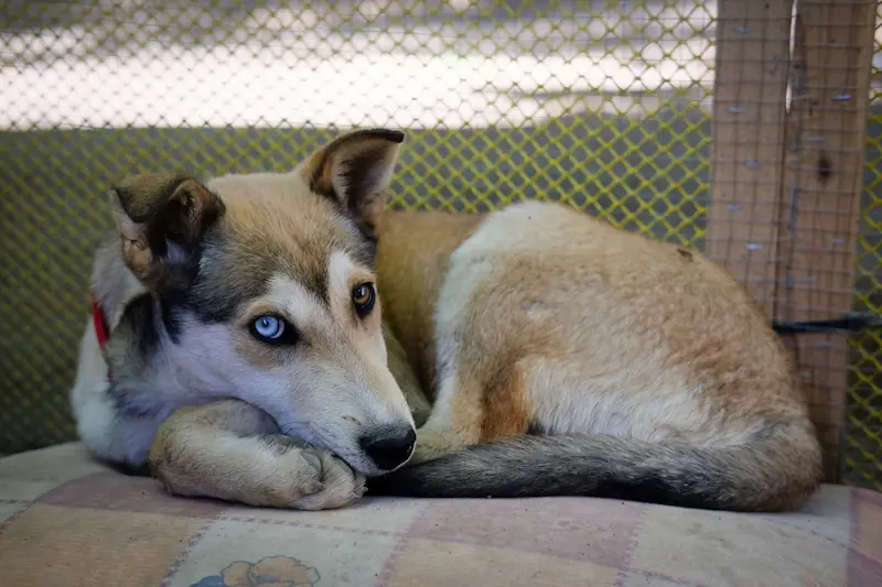 Chien adopté avec sa nouvelle famille