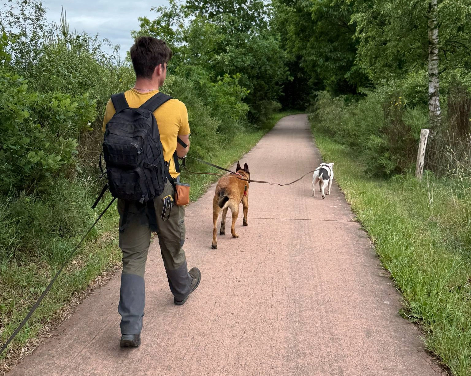 Illustration : chien apaisé