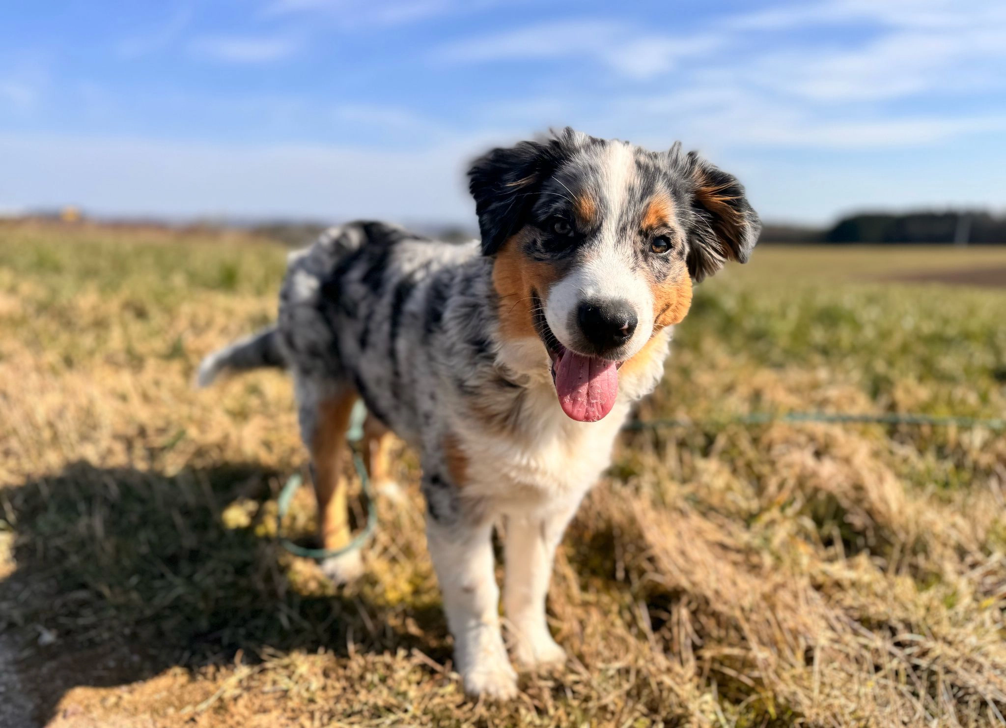 Illustration (à remplacer) : chien calme